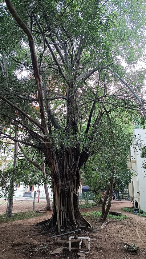 Banyan Tree