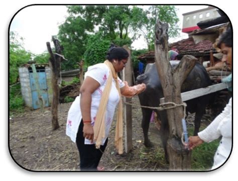 Results of Front Line Demonstrations (Livestock) | Anand Agricultural ...