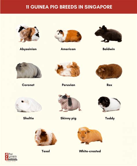 Breeds Of Guinea Pigs