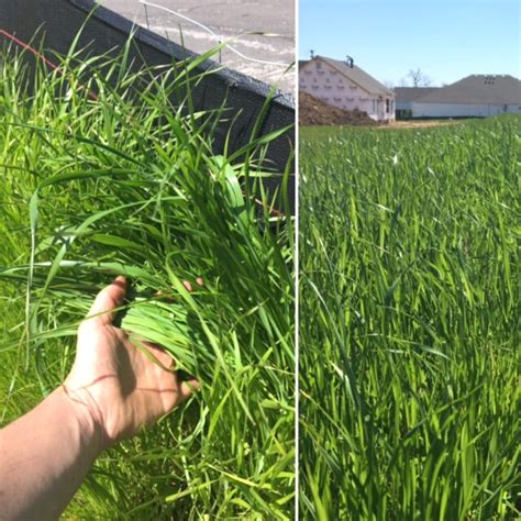 Discover the Power of Annual Ryegrass | Cover Crops | GO Seed