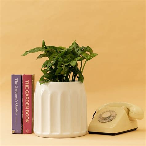Blushing Sun | Arch Design Planters | Indoor and Outdoor Planters