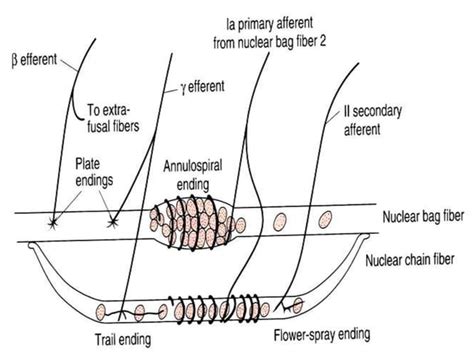 Hyperactive Reflexes 的图像结果