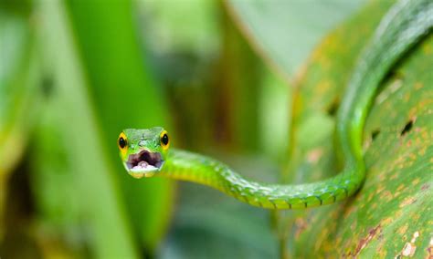 Asian Vine Snake Animal Facts - Ahaetulla prasina - A-Z Animals