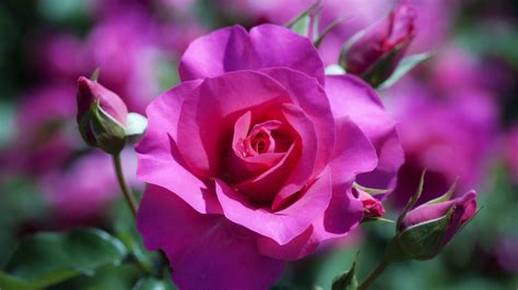 Beautiful Rose Flowers Wallpapers (52+ images)