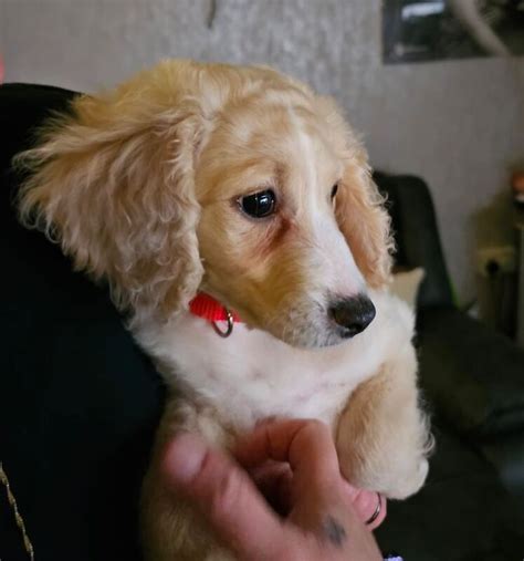 10 Week Old Cockapoo 的图像结果