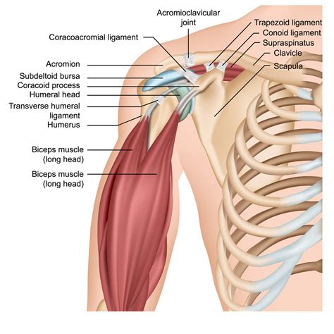 Tendons In The Shoulder - JOI Jacksonville Orthopaedic Institute
