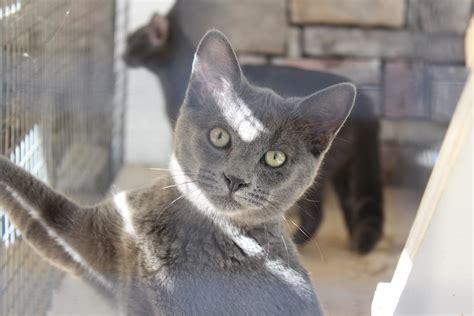 Shelter helps decrease feral cat population | The Oglethorpe Echo