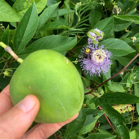 Purple Passionflower / Maypop Seeds - The Plant Good Seed Company