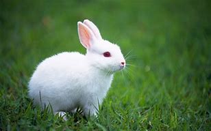 Image result for Bewolk Pink Rabbit
