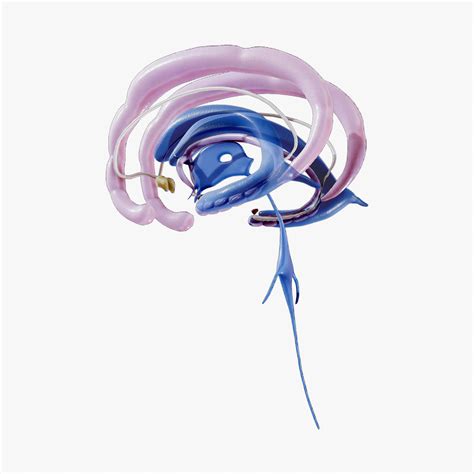 Limbic System 3d The Limbic System - YouTube