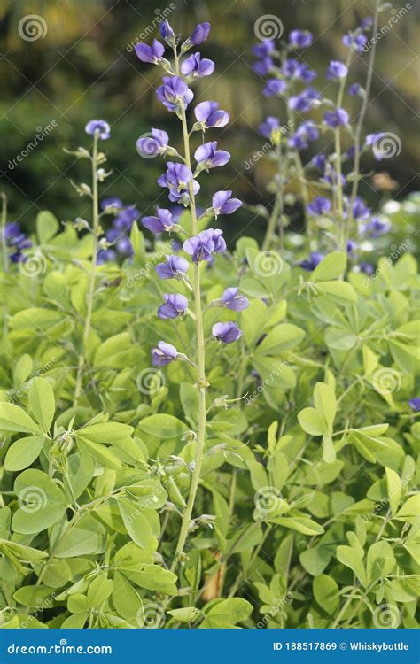 Blue False Indigo stock image. Image of plant, vertical - 188517869