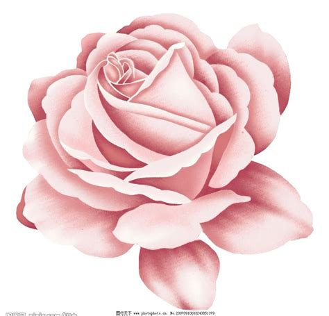 玫瑰花朵图片唯美高清图片大全/第3页 - 【花卉百科网】