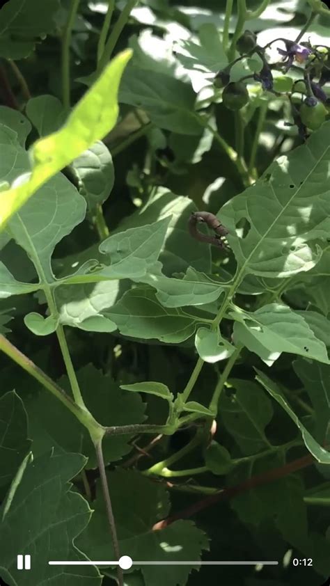 Peppered moth larvae? Or root? : r/insects