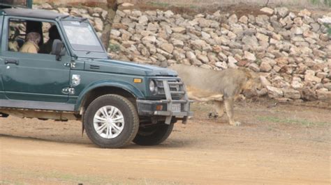 Sasan Gir Safari | Asiatic Lion Safari in Gir National Park, Gujarat