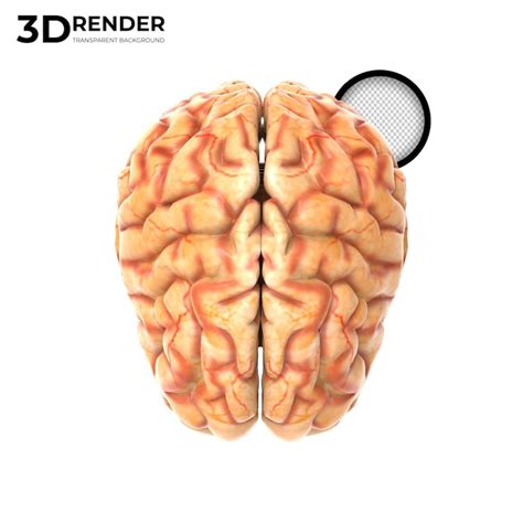 Page 15 | 3d brain render Images - Free Download on Freepik