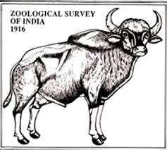 ZSI Kolkata Zoonotic Disease Surveillance Project Openings