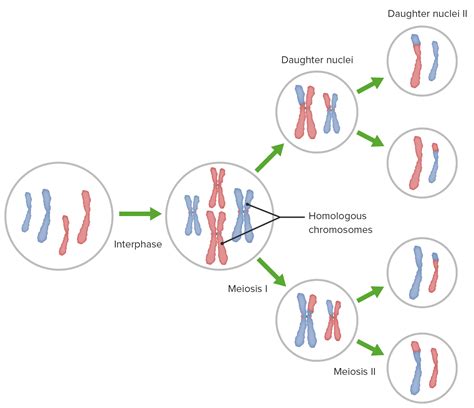 Meiosis | Concise Medical Knowledge