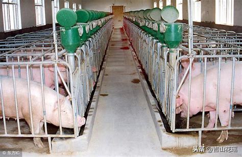 铁骑力士陕西首个种猪场顺利投产，年出栏仔猪8万头！ - 种猪企业展示 - 中国养猪网-中国养猪行业门户网站