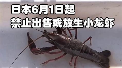 日本6月1日起禁止出售或放生小龙虾-千里眼视频-搜狐视频