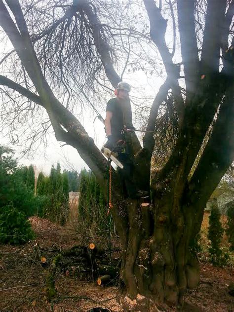 Tree Pruning Portland 的图像结果
