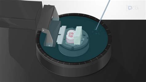 비디오: Generating a Coronal Brain Slice: Exposed the Amygdala Regions ...