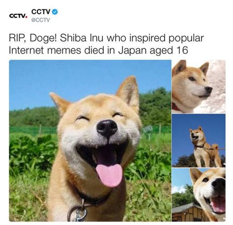 The Doge: An Enduring Internet Phenomenon