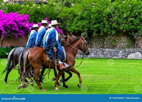 Paso Peruvian Horse-Wayra Urubamba - Peru 77 Editorial Photography ...