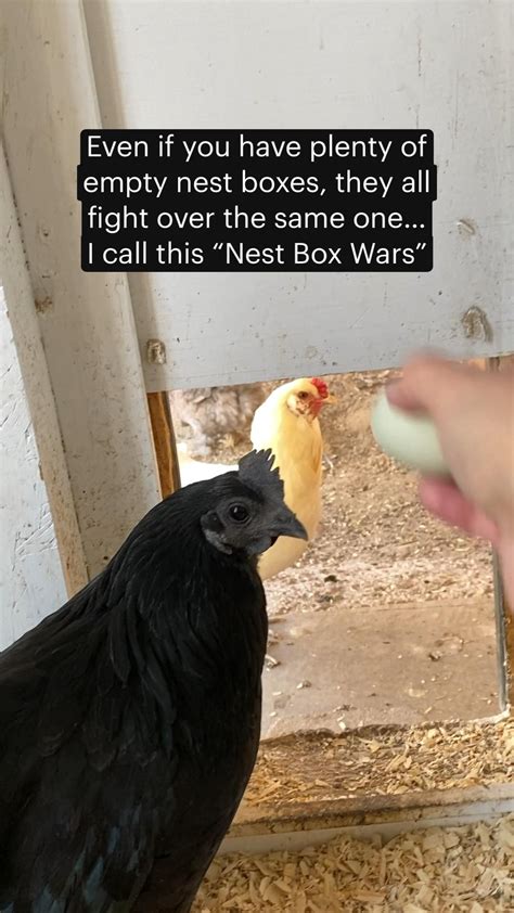 How to clip chicken wings when and how to do it – Artofit