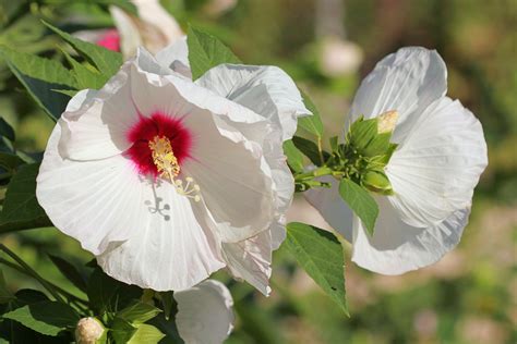 When To Plant Hibiscus Moscheutos at Joyce Sargent blog