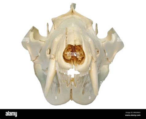 Virginia Opossum (Didelphis virginiana) Skull Stock Photo - Alamy