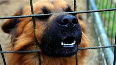 animali in gabbia notizie cani news animaliste animali in gabbia notizie cani news animaliste