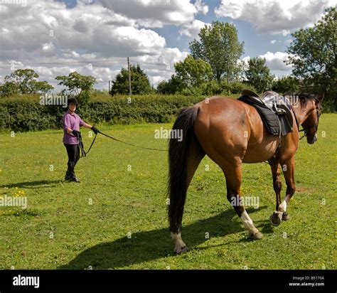 Rider lunging a horse Stock Photo - Alamy