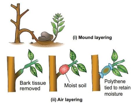 Asexual Reproduction in Plants - Biology Class 12 - NEET PDF Download