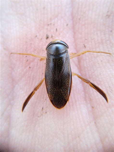 Water Boatman Bug