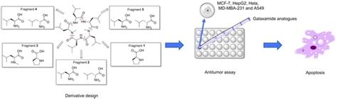 Synthesis of Marine Cyclopeptide Galaxamide Analogues as Potential ...