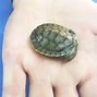 Image result for Cute Baby Sea Turtles