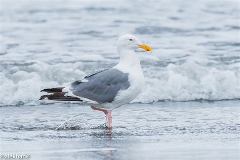 Pájaros, Pajarracos: Gaviota occidental (US)