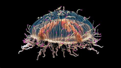 Flower Hat Jellyfish [1920x1080] : r/wallpapers