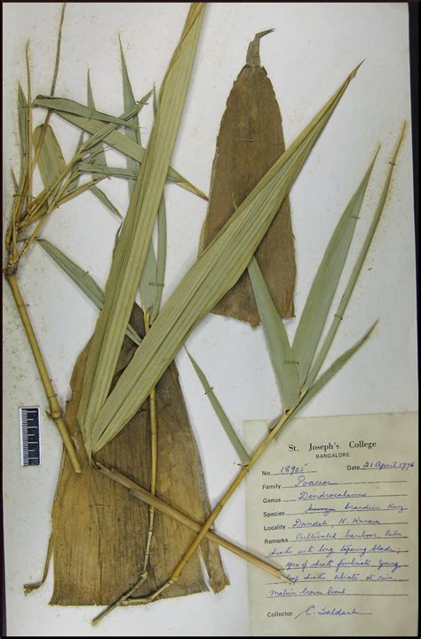 Herbarium JCB