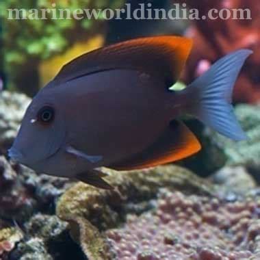 marine reef aquarium setup | salt water aquarium manufacturer ...