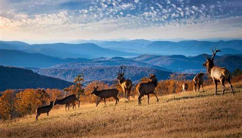 Important Virginia Hunting Dates and 2025-2026 Season Regulations