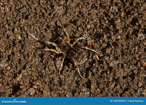 Bouncing Spider Tarantula Digs a Hole in the Ground. Wolf Spider Nest ...