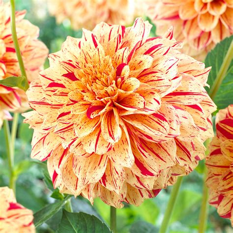 Decorative Dahlias | Dutch Bulbs - who painted madame x