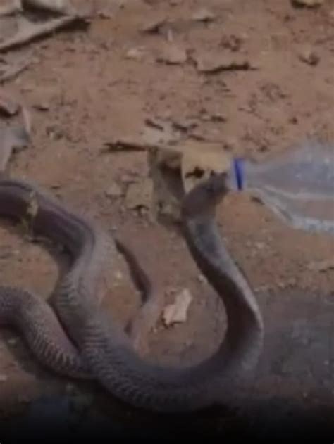 फन फैलाए बैठे प्यासे कोबरा ने बोतल से पिया पानी, Video - Thirsty cobra ...