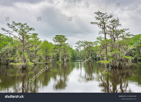 Caddo Lake State Park Piney Woods Stock Photo 2429061609 | Shutterstock