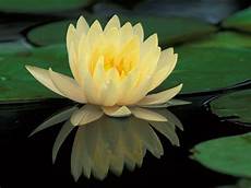 fior di loto significato significato loto significato dei fiori conoscere il fior di loto significato significato loto significato dei fiori conoscere il