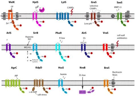 Two-Component Systems of S. aureus: Signaling and Sensing Mechanisms