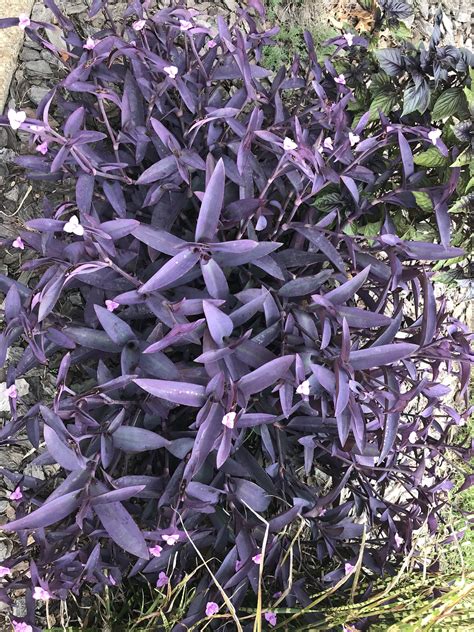 Ground Cover Plants With Purple Flowers