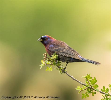 Varied Bunting - BirdWatching