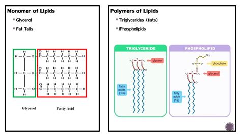 Game Plan Notes: Macromolecules (Intro and Carbs) Page ppt download